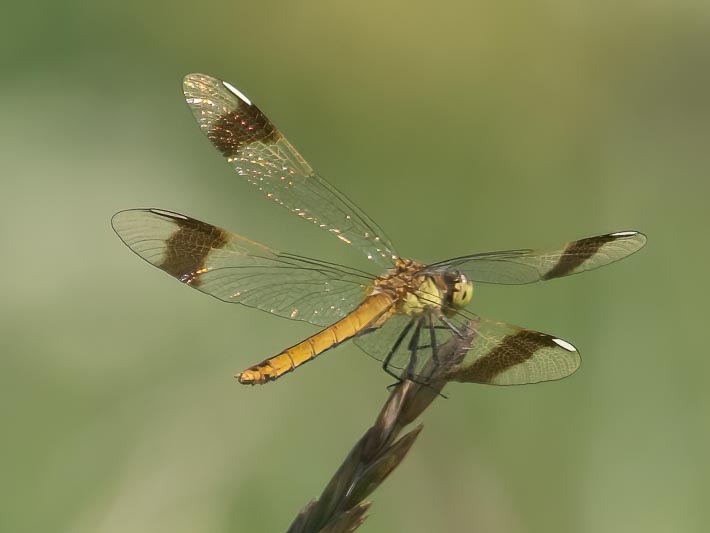 Sympetrum pedemontanum female-odo-nutters-2.jpg